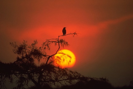 everglades sunset