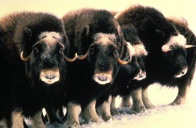 musk ox