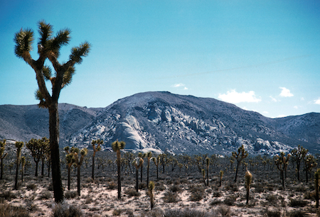 Joshua Tree National Park