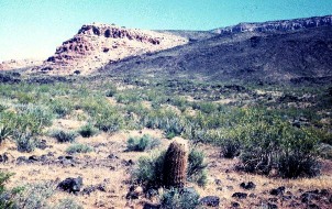 Shrub desert of Arizona