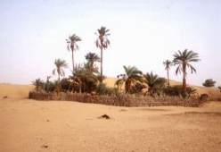 Oasis in Mauritania