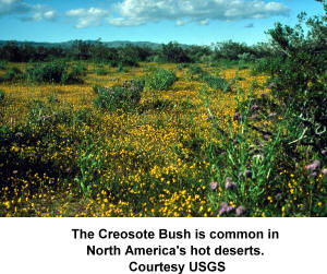 Creosote bush