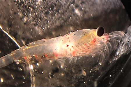 Krill