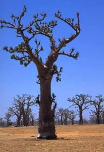 Baobab tree