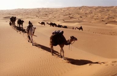 camels_Grand_Erg_Desert_Algeria_J_Van_Acker_FAO_17902.jpg (16561 bytes)